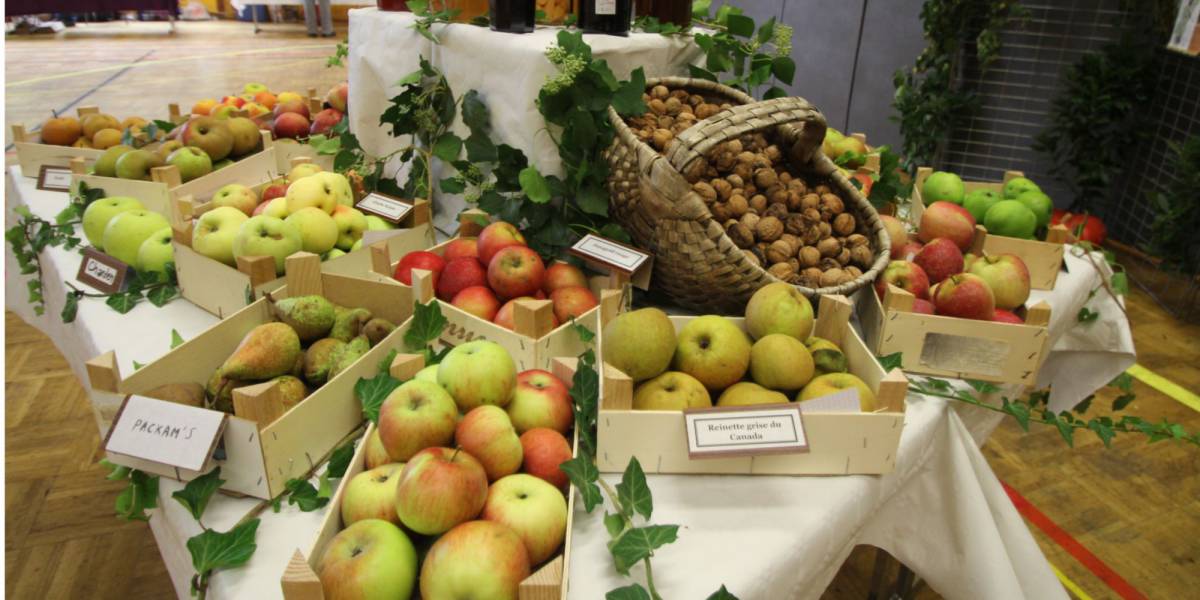 Hilsenheim, une diversit&eacute; &eacute;conomique S&eacute;lestat